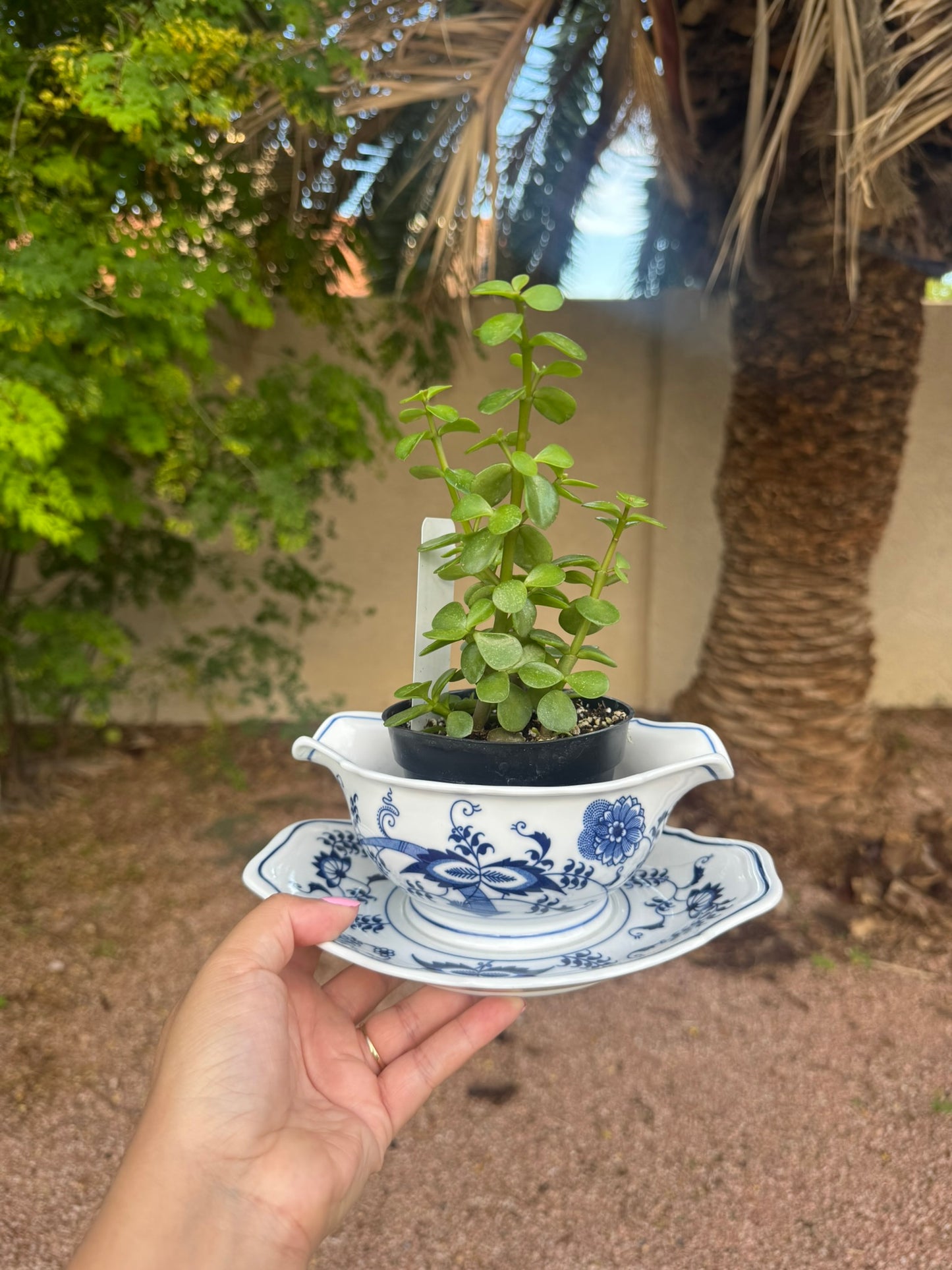 The Found Circle: A Community Planting Event